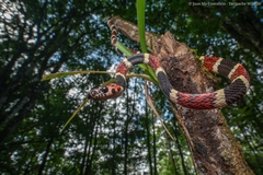 Rhinobothryum bovallii image