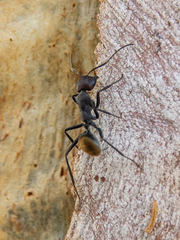 Camponotus suffusus