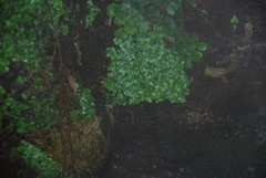 Conocephalaceae