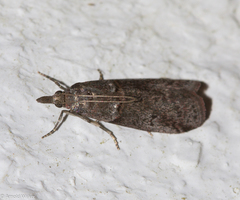 Acrobasis obliqua
