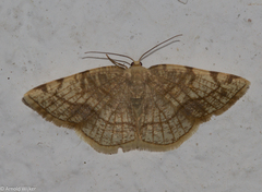 Stegania trimaculata