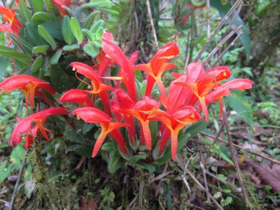 Imagem de Planta Batom
