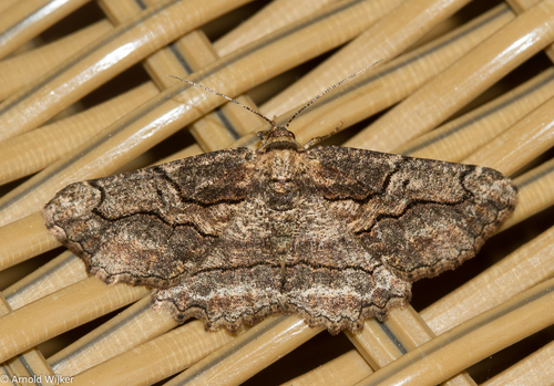 Brassy Waved Umber