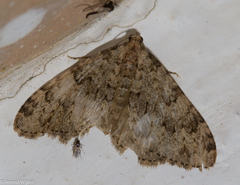 Nebula ibericata