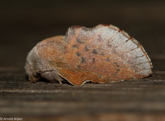 Phyllodesma tremulifolia