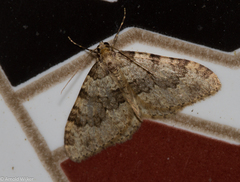 Nebula ibericata