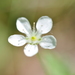 Moehringia lateriflora - Photo (c) Nikolay Panasenko, μερικά δικαιώματα διατηρούνται (CC BY-NC), uploaded by Nikolay Panasenko