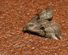 Zebeeba falsalis