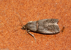 Acrobasis obliqua