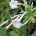 Woodland Tobacco - Photo (c) Scott Zona, some rights reserved (CC BY)