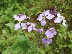 Orychophragmus violaceus