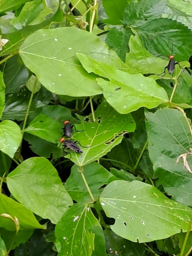 Epicauta hirticornis from 983台灣花蓮縣富里鄉 on September 4, 2023 by