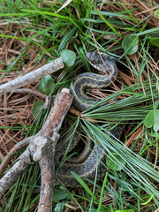 Thamnophis sirtalis