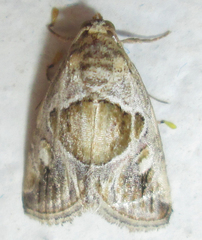 Deltote johnjoannoui