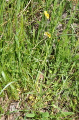 Ranunculus illyricus