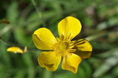 Ranunculus illyricus