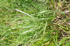 Ranunculus illyricus