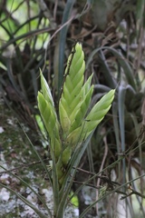 Tillandsia fasciculata