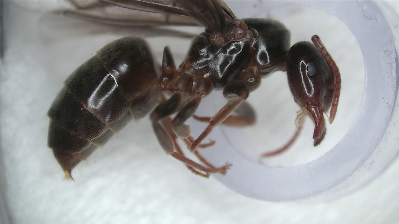 Lasius meridionalis