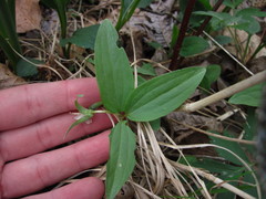 Trillium nivale