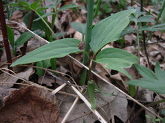 Trillium nivale