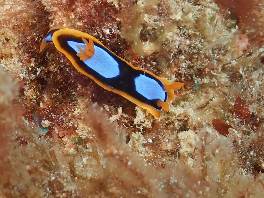 Chromodoris westraliensis from LHB, Exmouth, Ningaloo WA on December 20 ...