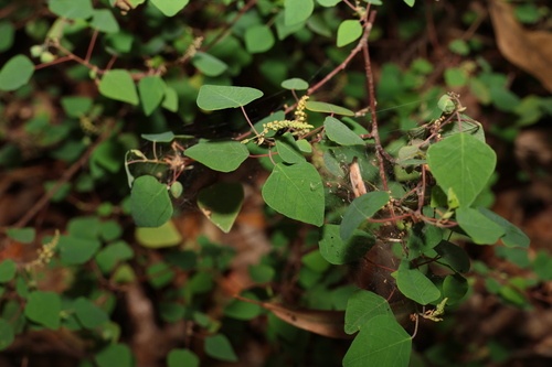 Image of Homalanthus stillingiifolius by (c) Greg Tasney, some rights reserved (CC BY-SA)