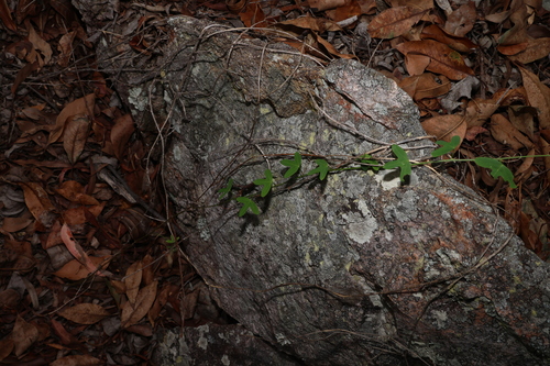 Image of Passiflora aurantia by (c) Greg Tasney, some rights reserved (CC BY-SA)