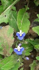Veronica syriaca