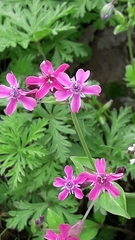 Silene aegyptiaca