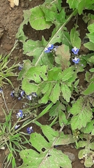 Veronica syriaca