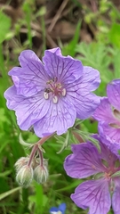 Geranium tuberosum