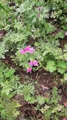Silene aegyptiaca
