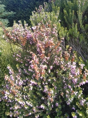 Ericeae