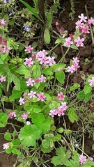 Silene aegyptiaca