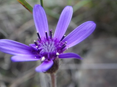 Senecio speciosus