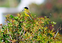 Motacilla flava feldegg