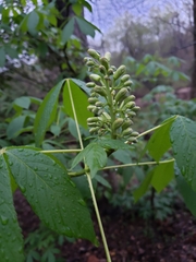 Aesculus sylvatica