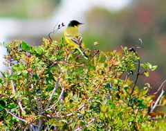 Motacilla flava feldegg