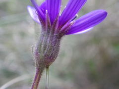 Senecio speciosus
