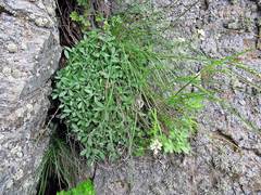 Draba cardaminiflora