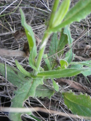 Senecio speciosus