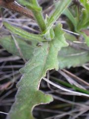 Senecio speciosus