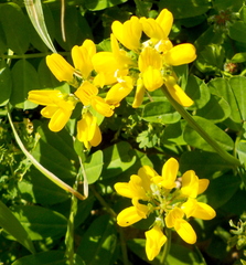 Securigera securidaca