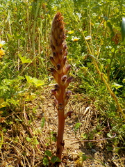 Orobanche pubescens