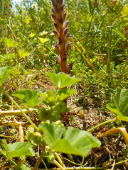 Orobanche pubescens