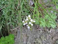 Draba cardaminiflora
