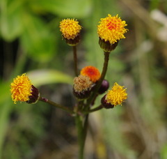 Packera pauciflora