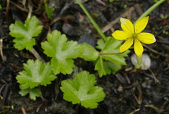 Anemonastrum richardsonii