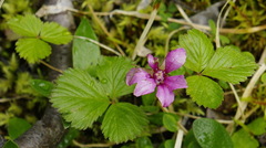 Rubus arcticus acaulis